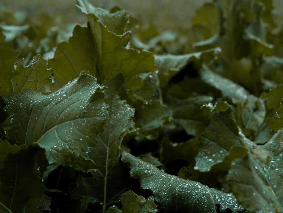 Foglie di cima di rapa