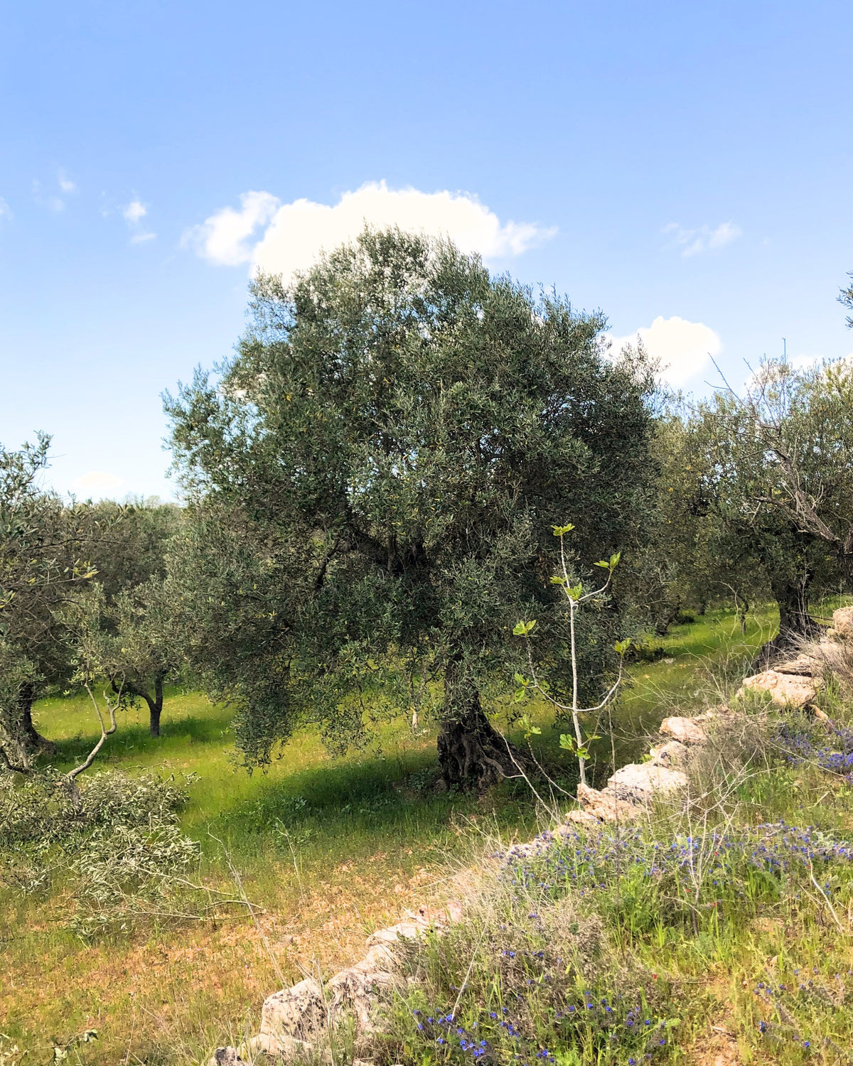 Ulivo in campagna
