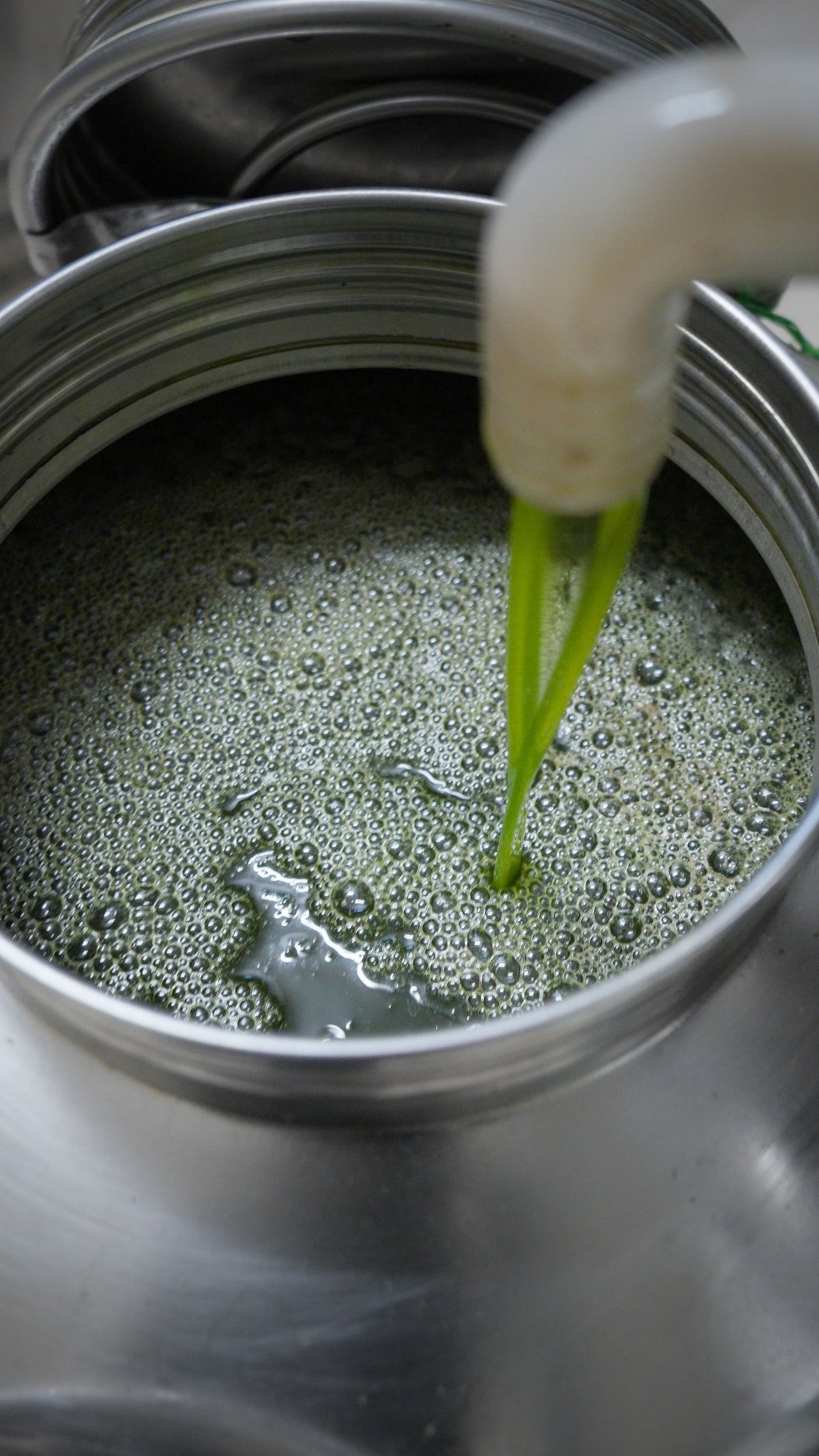 Olio appena estratto versato nel contenitore