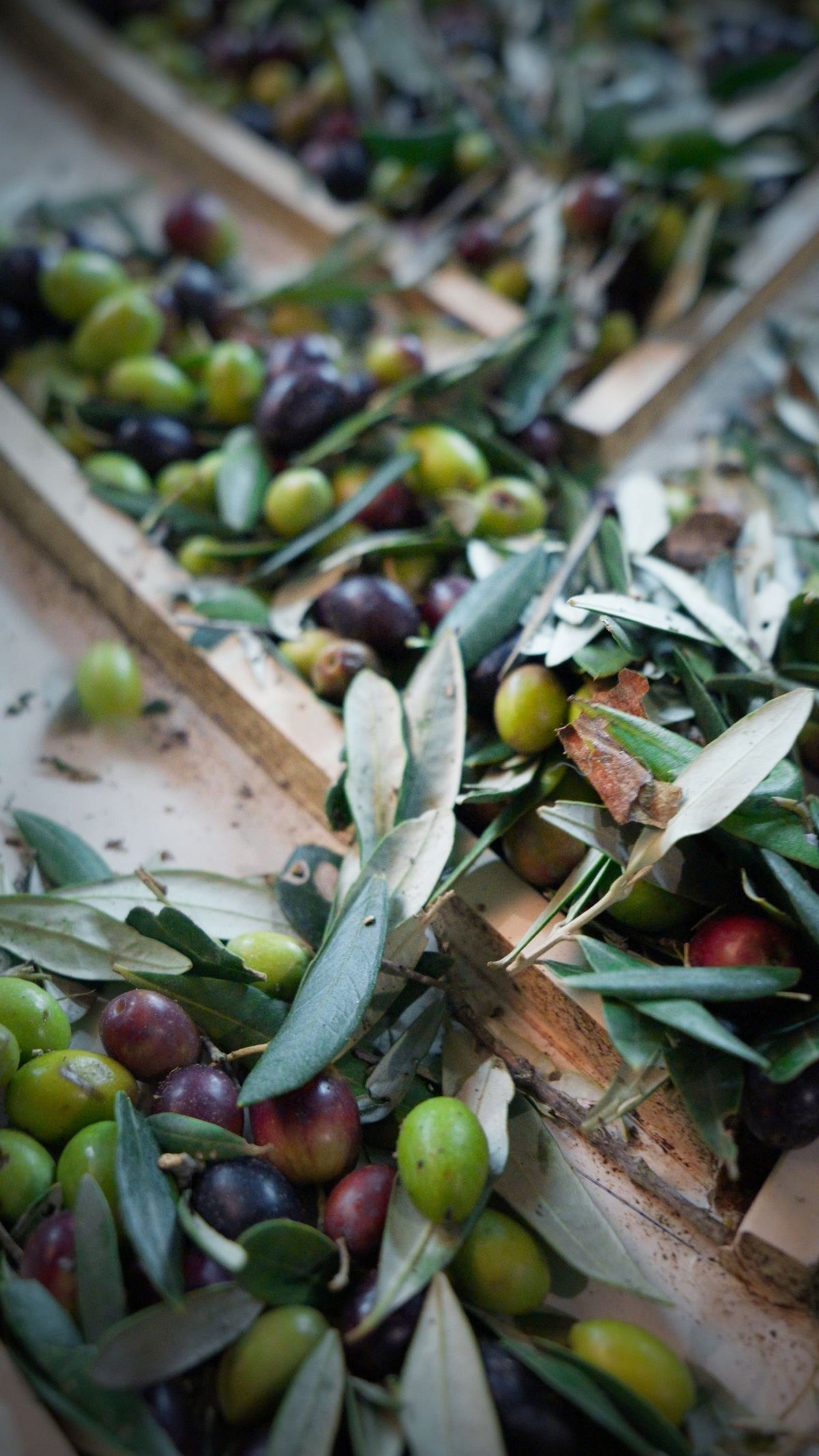 Olive appena raccolte in cassetta
