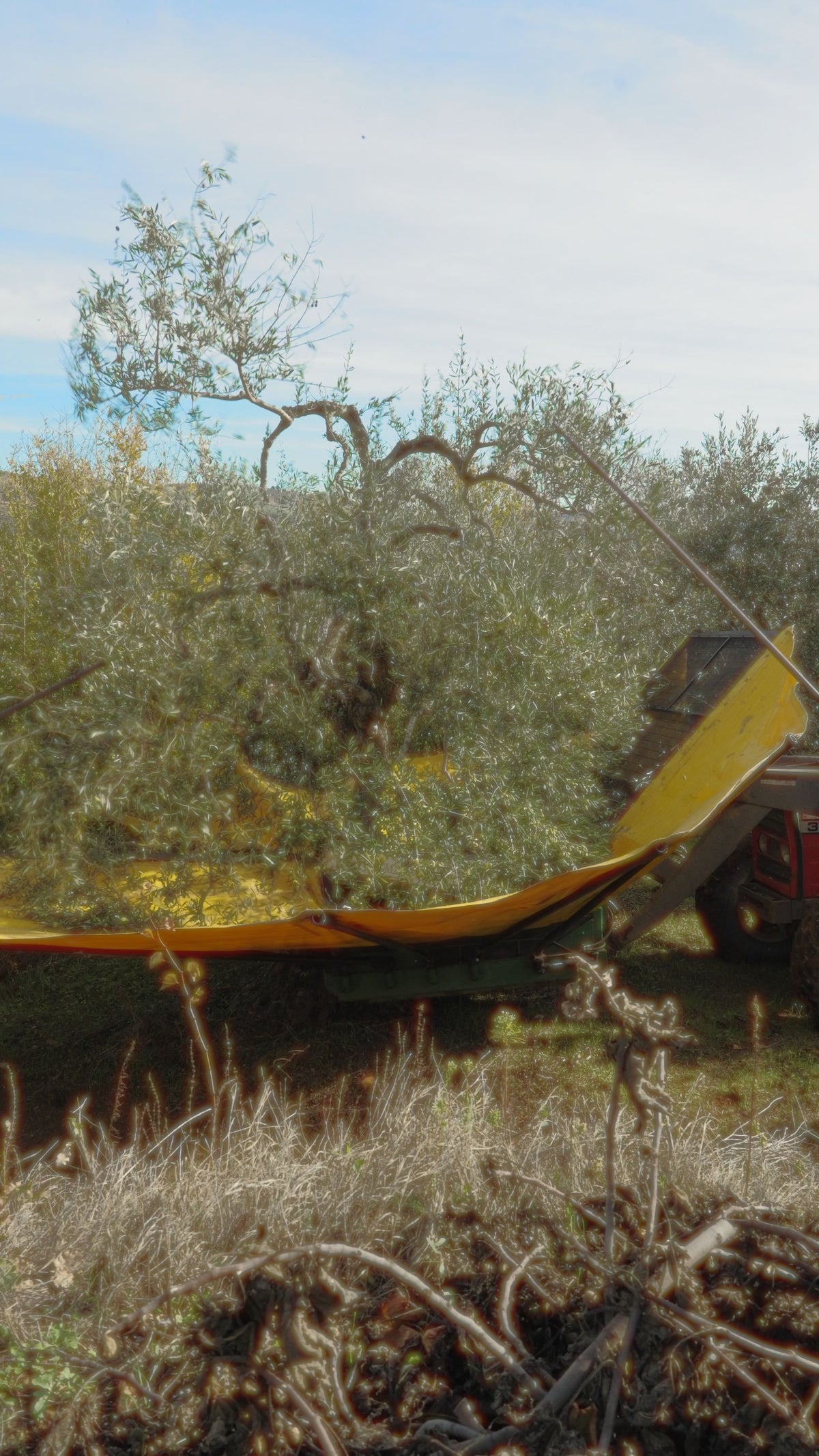 Reti per la raccolta sotto l'ulivo