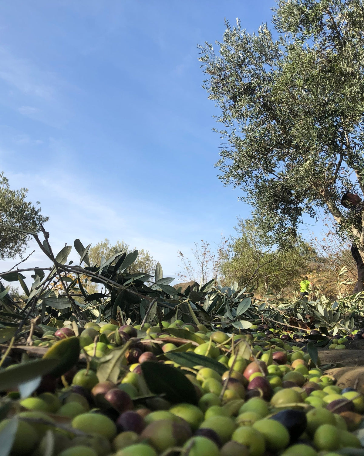 Olive raccolte sotto l'ulivo