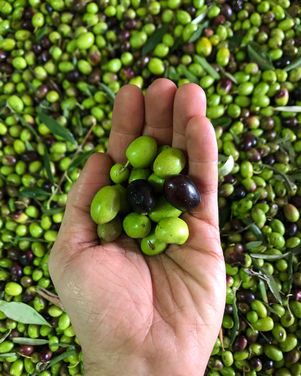 Olive appena raccolte in una mano