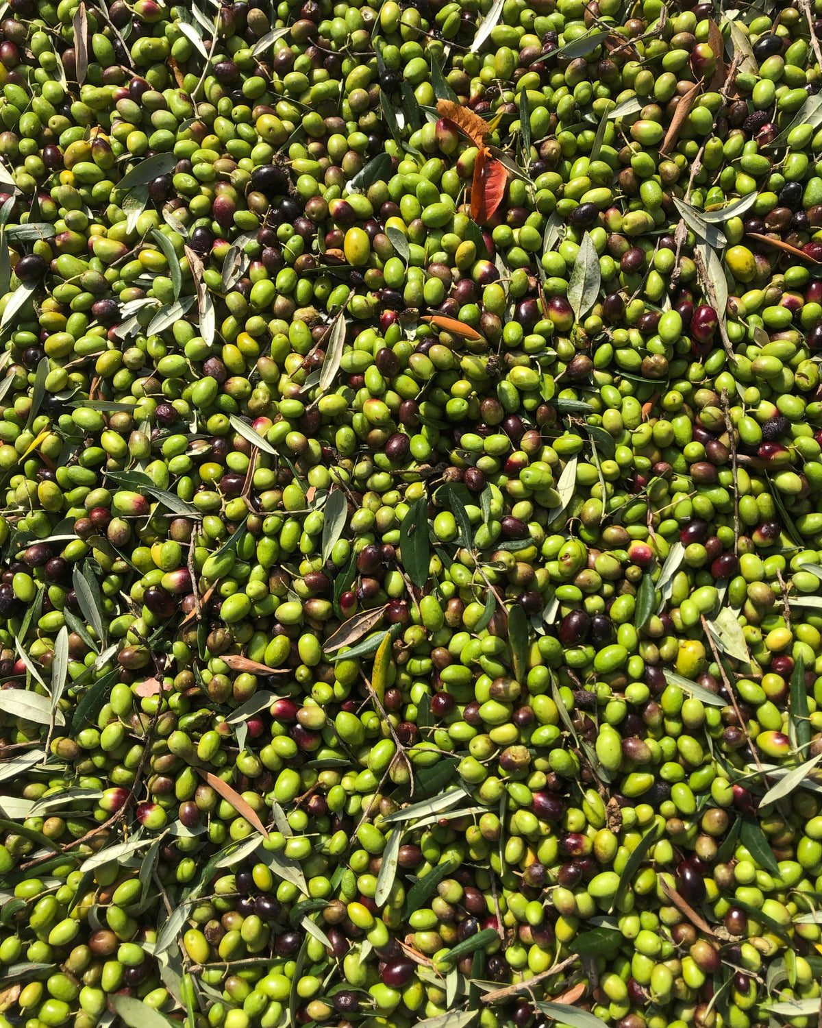 Olive verdi e nere appena raccolte