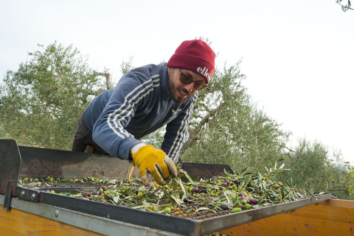 Pulizia delle olive dalle foglie dopo la raccolta