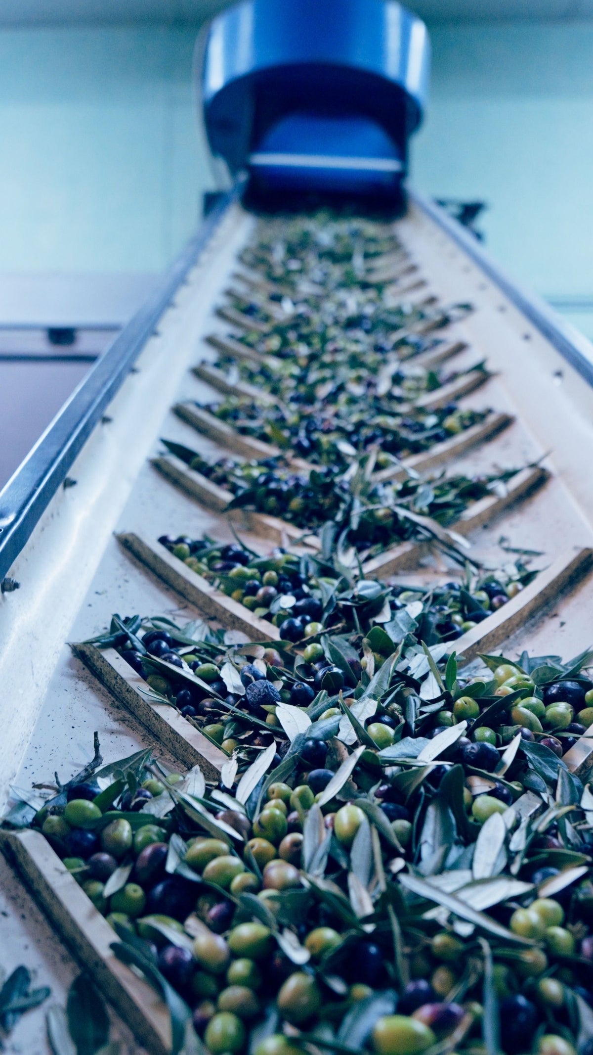 Olive sul nastro del frantoio