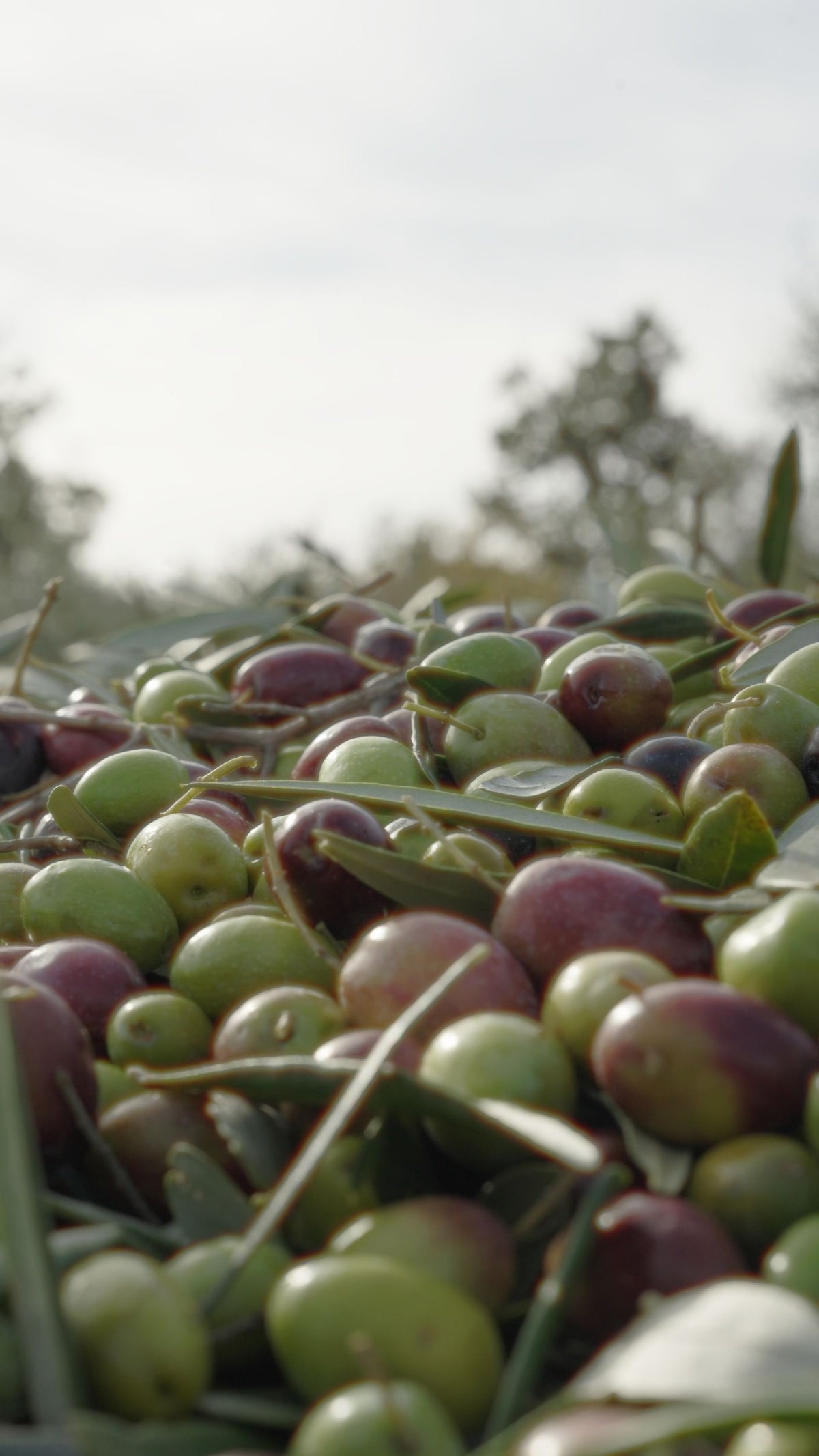 Olive nella cassetta di raccolta